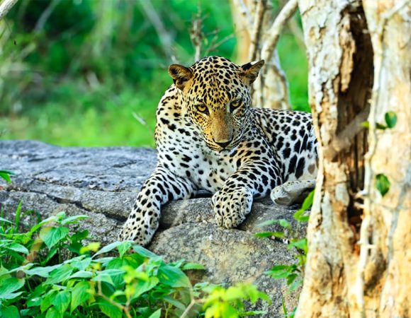 Unleash Your Wild Side at  Yala National Park