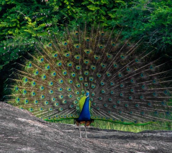 Tropical Southern Bliss